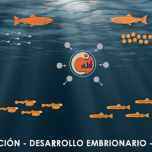 ¡Descubre cómo transformamos la salmonicultura!