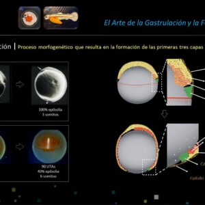 Tecnología y Ciencia: Aqua Analytix Expone al Área de Salud de AquaChile sobre Desarrollo Embrionario y Formación de Patrones en Salmones