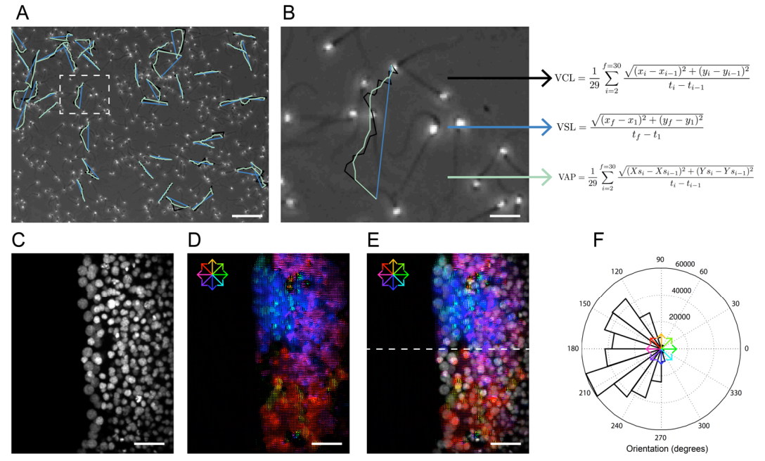 Computational methods for analysis of dynamic events in cell migration.