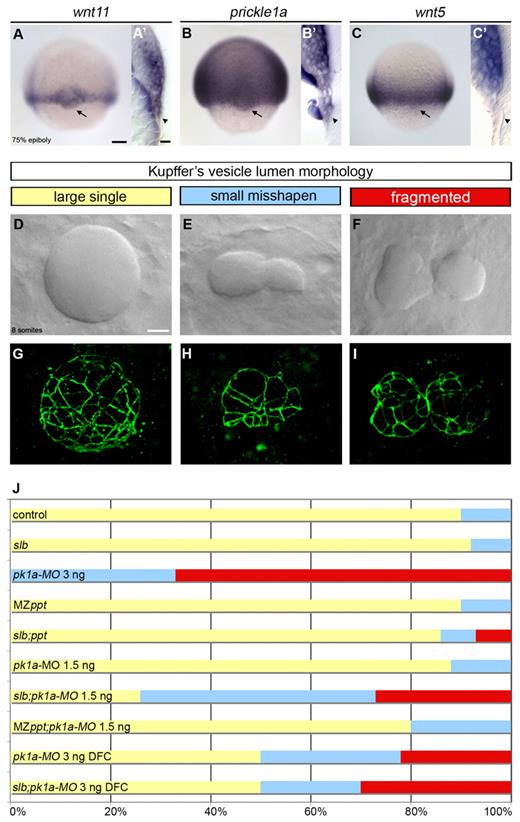 Planar cell polarity signalling regulates cell adhesion properties in progenitors of the zebrafish laterality organ.