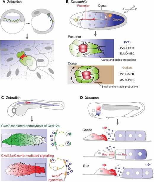 Cell migration: from tissue culture to embryos.